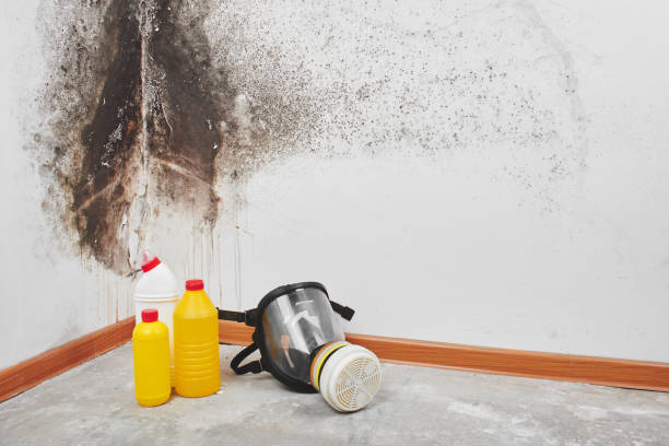 Best Residential Mold Removal  in Speer, NC