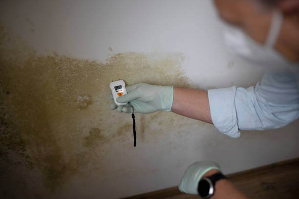 Best Toxic Mold Removal  in Speer, NC