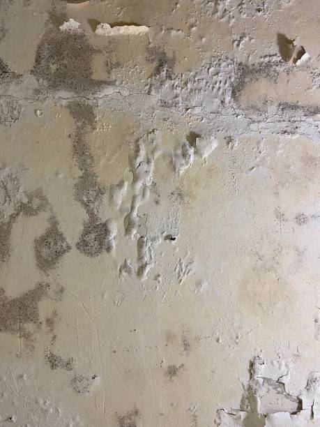 Best Office Mold Removal Services  in Speer, NC