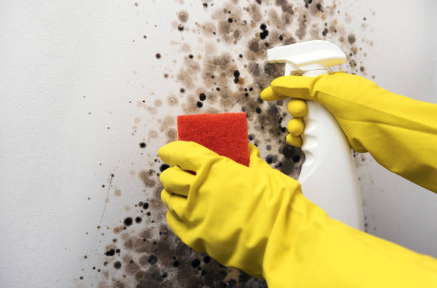 Best Local Mold Removal Service  in Speer, NC
