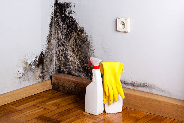 Best Mold Testing  in Speer, NC
